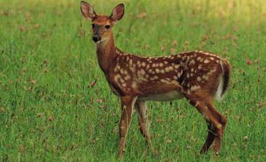 লোকালয়ে ঘুরছে বন্য হরিণ