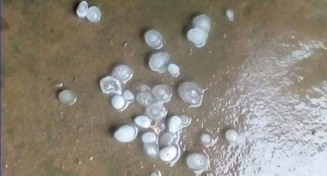 শিলাবৃষ্টিতে ফসলের ক্ষয়ক্ষতি