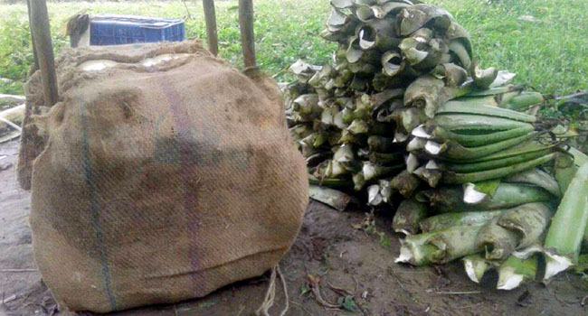 করোনায় বেকার ঔষধি গ্রামের সাড়ে চার হাজার চাষী