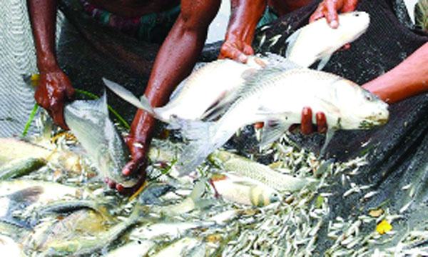 দুঃসময়ে ভালো মন্দ মিলে টিকে আছেন খামারিরা