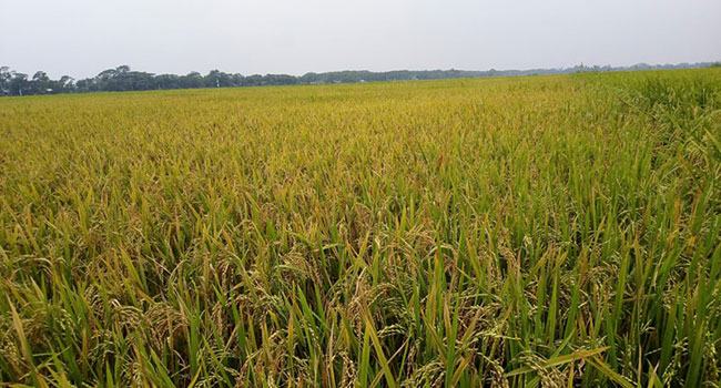 আড়াই কোটি কর্মহীন লোক থাকলেও ধান কাটায় সঙ্কট