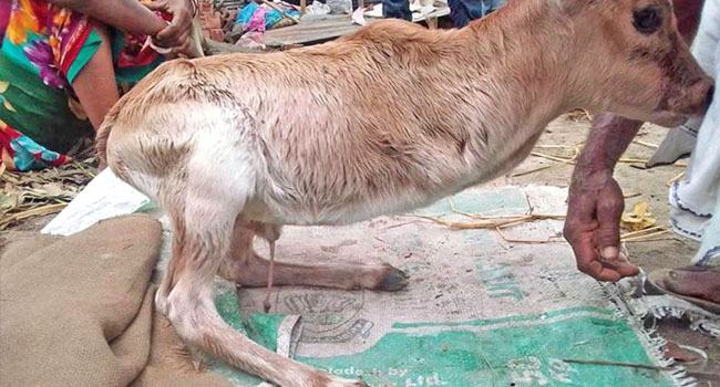 দিনাজপুরে দুই পা নিয়ে জন্ম নিলো বাছুর