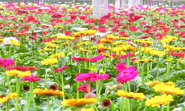 মাঠেই নষ্ট ২৫০ কোটি টাকার ফুল
