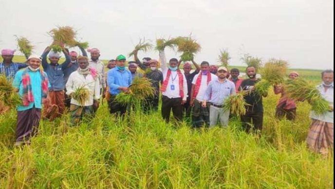 সুনামগঞ্জের হাওরে কৃষকের ধান কাটায় সহযোগিতা করছেন নানা পেশার মানুষ