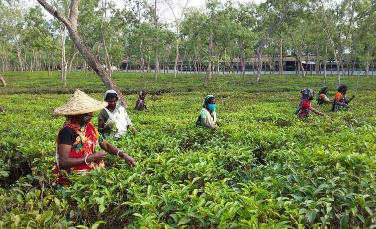আর্শিবাদের বৃষ্টি জেগেছে চায়ের সবুজ কুঁড়ি