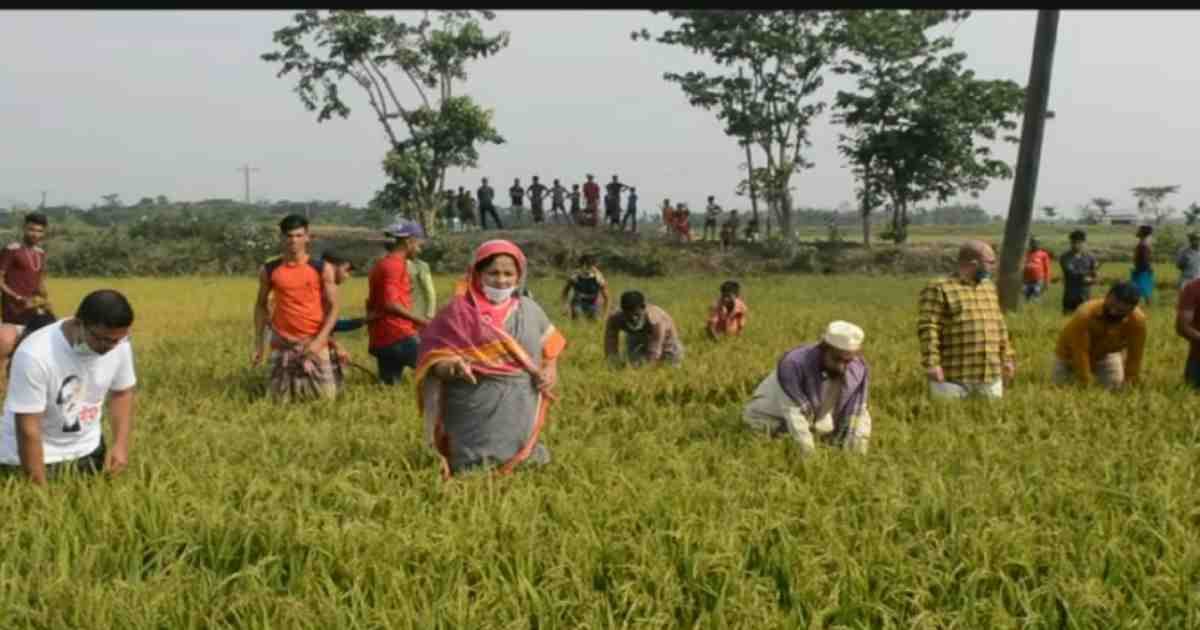 নেতাকর্মীদের নিয়ে কৃষকের ধান কেটে দিচ্ছেন এমপি শামিমা