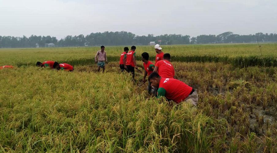 শিক্ষকের জমির ধান কেটে দিয়েছে ‘স্বপ্নতরীর’ সদস্যরা