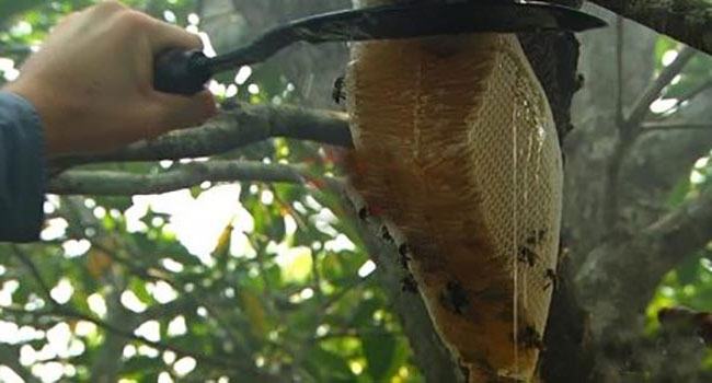 কিশোরগঞ্জে মধু সংগ্রহ করতে গিয়ে মৌমাছির কামড়ে মৃত্যু