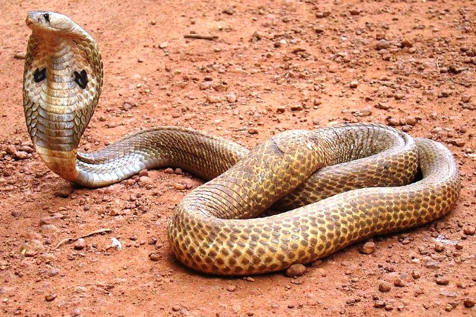 আড়াইহাজারে সাপের কামড়ে শিশুর মৃত্যু
