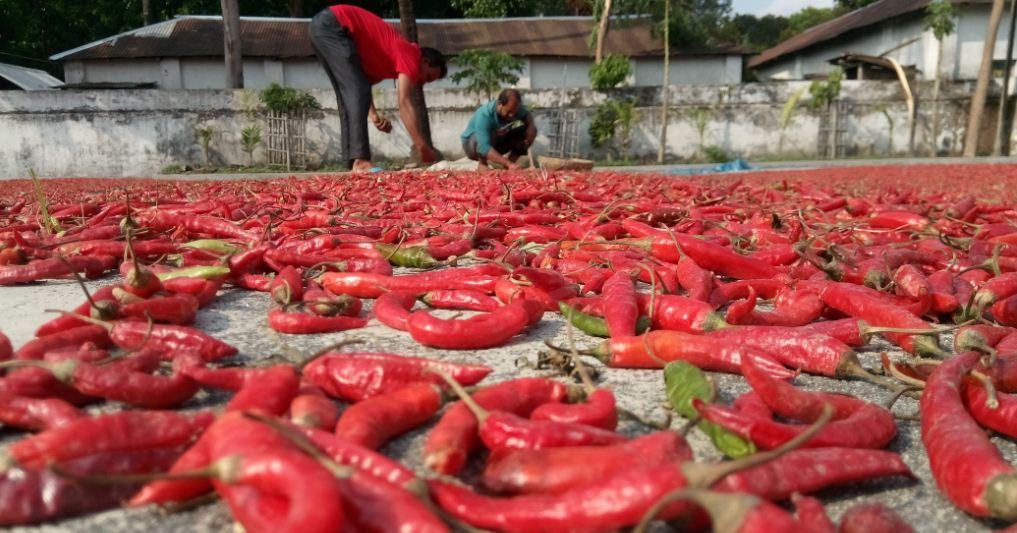 লাল মরিচ ফুটালো হাসি কৃষকের মুখে