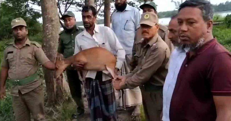 সুন্দরবনের বিরল প্রজাতির বার্কিং ডিয়ার উদ্ধার