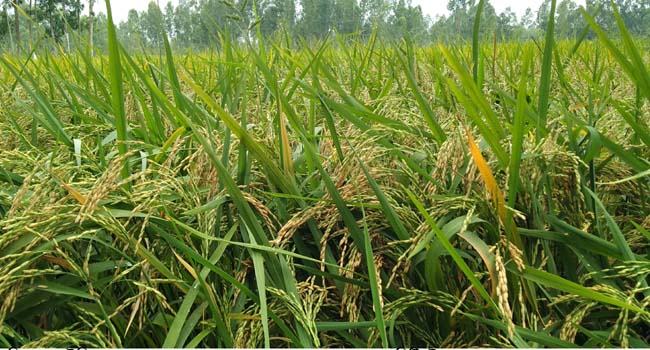 উলিপুরে বোরো চাষাবাদে বাম্পার ফলনের সম্ভাবনা