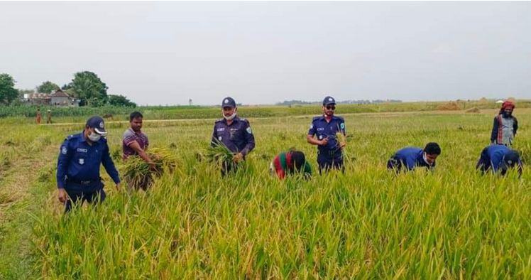শ্রমিক সংকটের কারণে কৃষকের ধান কেটে দিলো পুলিশ