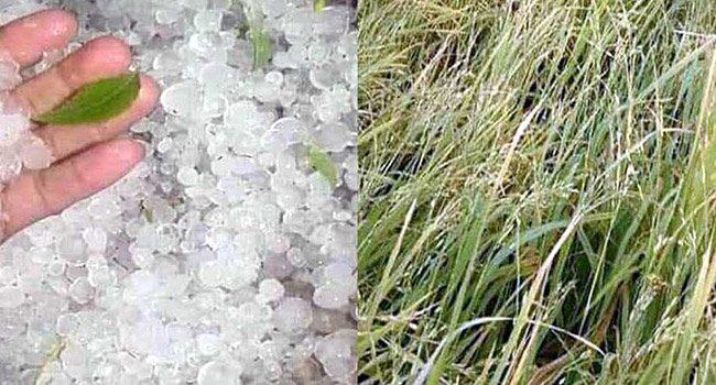 হঠাৎ শিলাবৃষ্টিতে পাকা ধানের ব্যাপক ক্ষতি