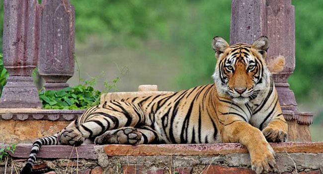 আরো ৪ বাঘের শরীরে করোনাভাইরাস