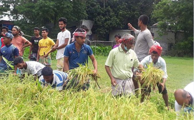 সোনারগাঁওয়ে ধান কেটে কৃষকের বাড়ি পৌঁছে দিলো যুবদল নেতাকর্মীরা