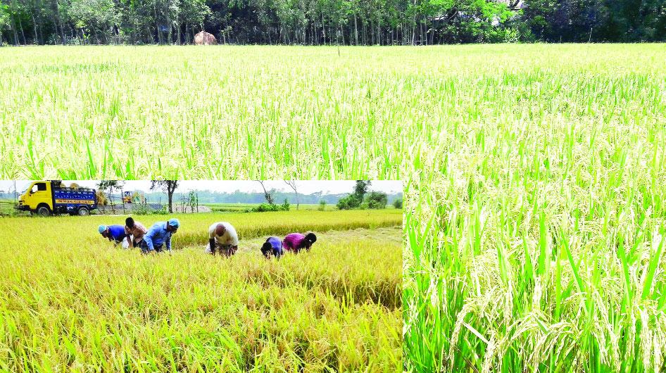 চট্টগ্রামে বোরোর বাম্পার ফলন