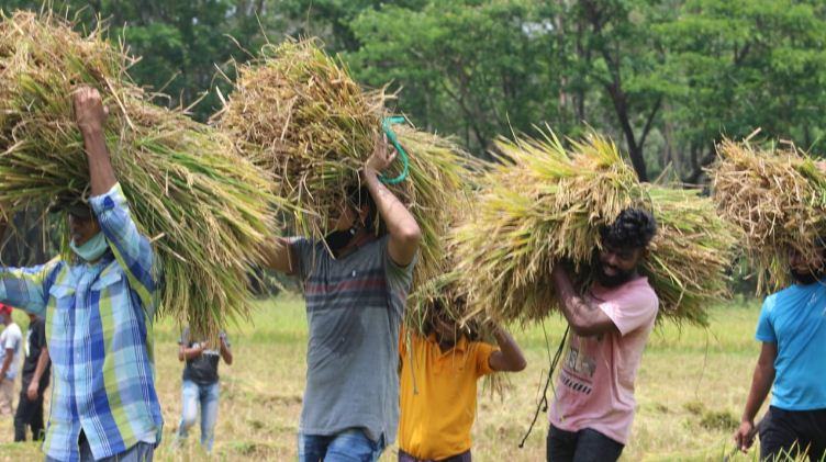 কৃষকের ধান কেটে দিলো ছাত্রলীগ