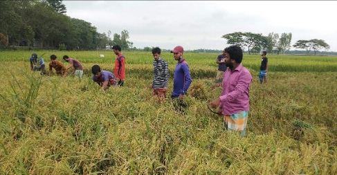 বিধবার ধান কেটে বাড়ি পৌঁছে দিলো ছাত্রলীগের কর্মীরা