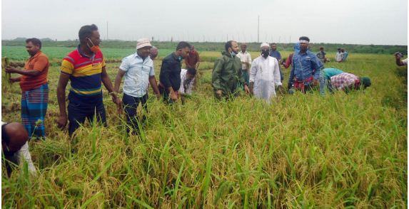 কৃষকের ধান কাটলেন কৃষকলীগের নেতারা