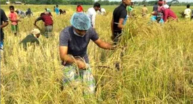 কটিয়াদীতে কৃষকের ধান কাটলেন উপজেলা চেয়ারম্যান