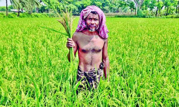 গোলায় ধান তোলার আগে ক্ষেতে ব্লাস্ট রোগ : স্বপ্নভঙ্গ কৃষকের