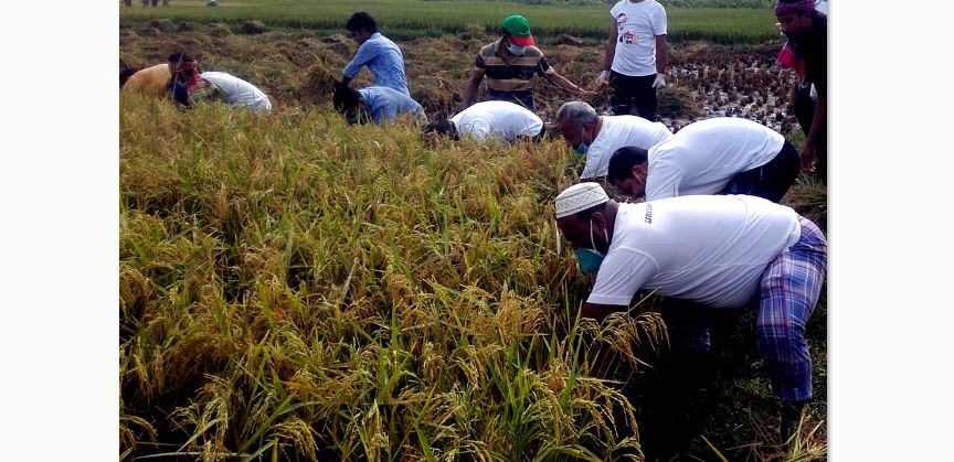 প্রধানমন্ত্রীর আহবানে স্বেচ্ছা শ্রমে সেনবাগ উপজেলা প্রশাসন ধান কাটতে মাঠে
