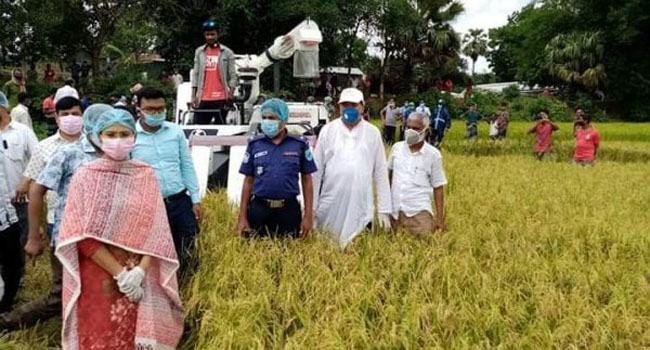 টাঙ্গাইলে মেশিন দিয়ে ধান কাটা উদ্বোধন