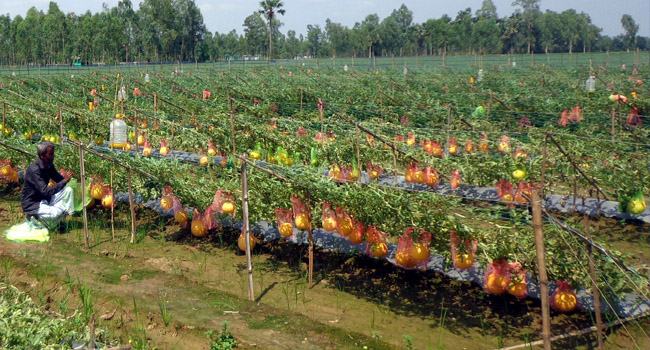 বগুড়ায় সাথী তরমুজ চাষ করে সফল দুই যুবক
