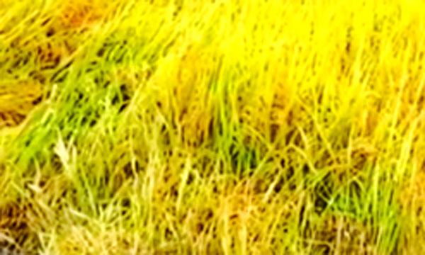 ধানের দাম নিয়ে শঙ্কায় কৃষক