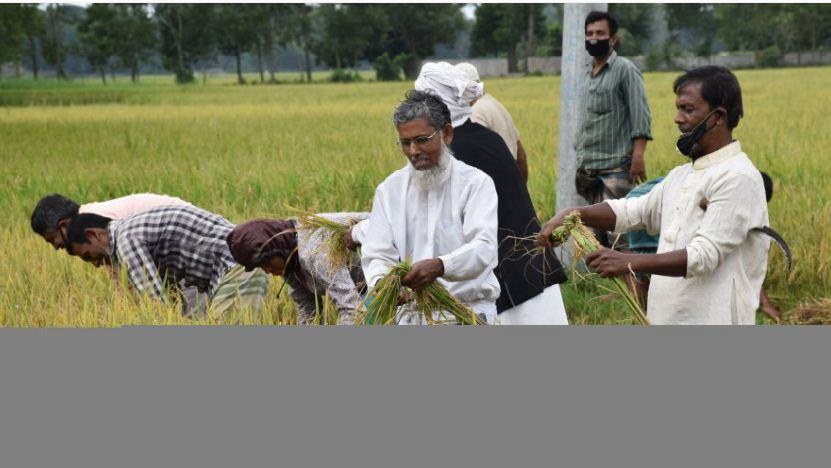 দেবিদ্বারে ধান কেটে মাড়াই করে দিলেন উপজেলা কৃষকলীগ