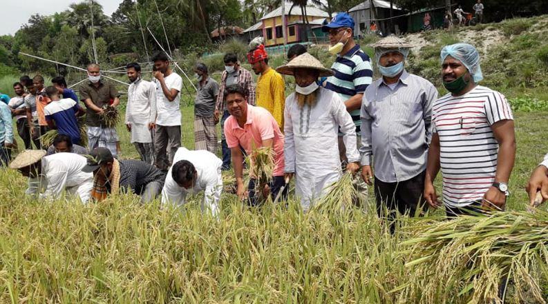ঘিওরে কৃষকের ধান কাটা দিচ্ছে কৃষক লীগ