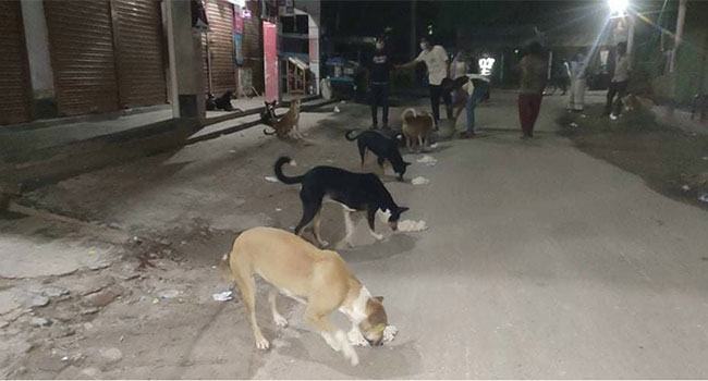 বাগাতিপাড়ায় ২০০ অভুক্ত কুকুরের খাবারের দায়িত্ব নিলো সিপিসি