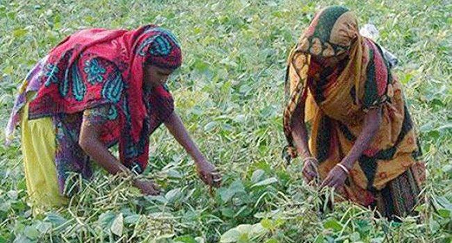 আমতলীতে মুগডালের বাম্পার ফলন, বিপণন ব্যবস্থার অভাবে লোকসানের আশঙ্কা