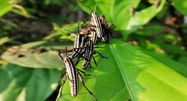 টেকনাফের পোকা পঙ্গপাল নয় ঘাসফড়িং