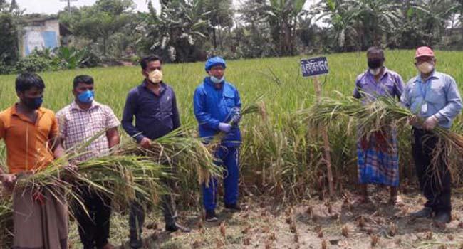 কেশবপুরে ব্রি-হাইব্রিড-৫ ধানের বাম্পার ফলন