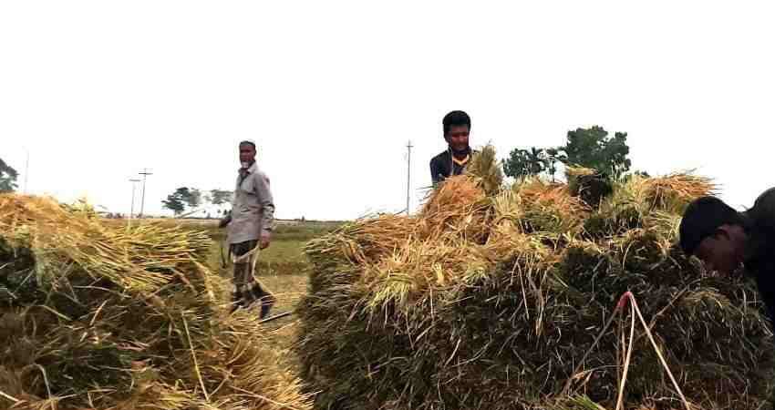 সুনামগঞ্জে পাকা ধান গোলায় তুলতে ব্যস্ত কৃষক