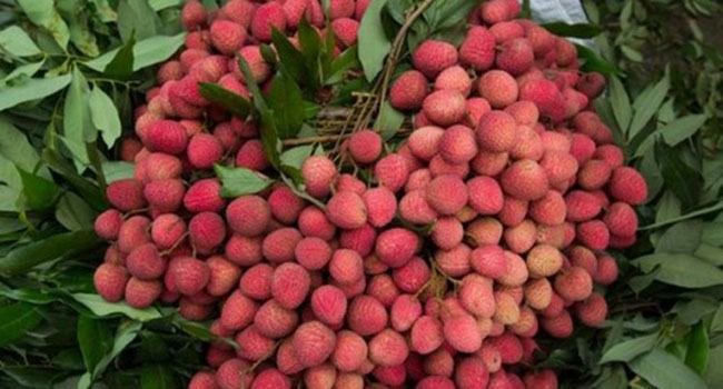 করোনায় লিচু বিক্রি নিয়ে সংশয় বাঁশখালীর বাগান মালিকদের