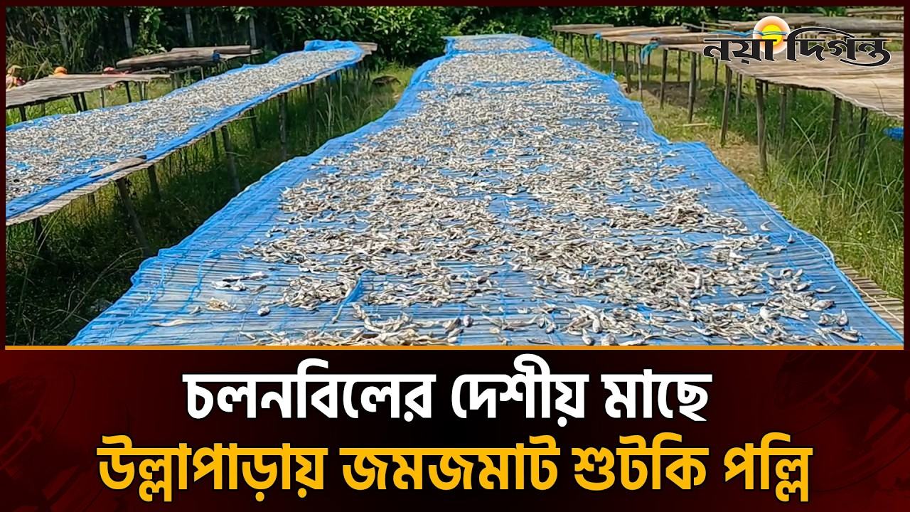 চলনবিলের দেশীয় মাছে উল্লাপাড়ায় জমজমাট শুটকি পল্লি