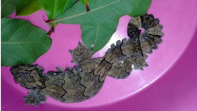 ভারতে পাচারকালে বিজিবি’র হাতে তক্ষকসহ আটক ২