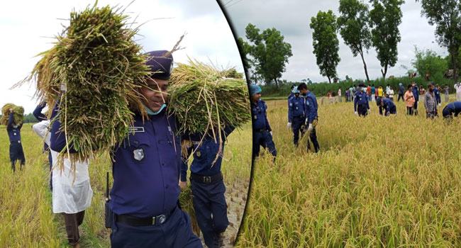 কৃষকের ধান কাটতে মাঠে নামল পুলিশ