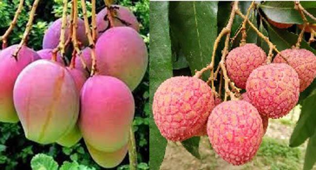 নাটোরে ২০ মে থেকে আম ও লিচু সংগ্রহ শুরু