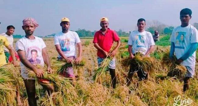 রোজা রেখে কৃষকের ধান কেটে দিলেন যুবদল নেতাকর্মীরা