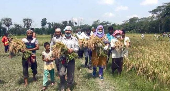 জমির ধান কেটে ত্রাণ তহবিলে দিলেন কৃষক