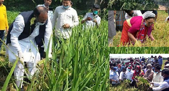 ধান কাটায় ফটোসেশনের বাহার