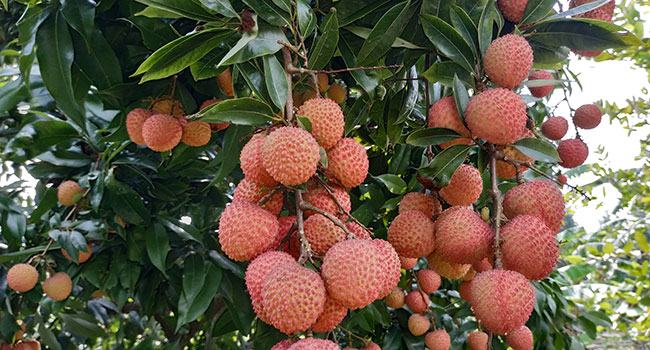সোনারগাঁওয়ের গাছে গাছে এখন রসাল লিচু