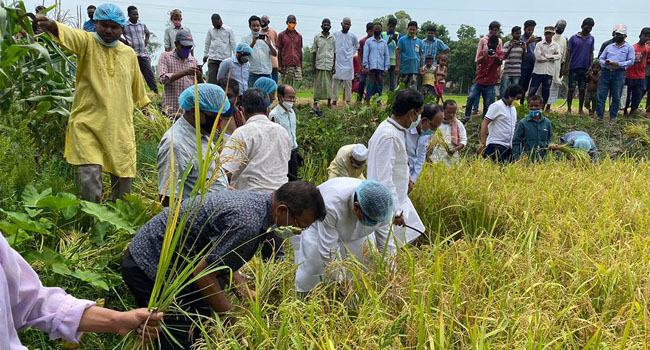 কৃষকদের ধান কেটে দিলো আওয়ামীলীগ নেতারা
