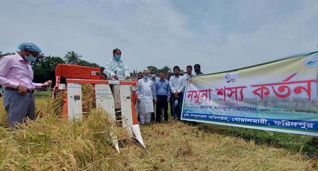বোয়ালমারীতে হার্ভেস্টার মেশিন দিয়ে কৃষকের ধান কেটে দিলেন এমপি মনজুর