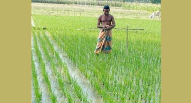 বেতাগীতে আঊশ ও ইরি ধান রোপণে শ্রমিক সঙ্কট
