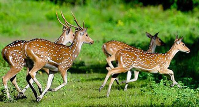 সুন্দরবনে হরিণ শিকারীদের বিরুদ্ধে মামলা করে বিপাকে বনবিভাগ